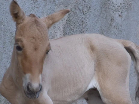  В Одесском зоопарке родился жеребенок Пржевальского 