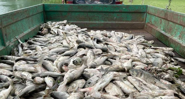 У Борисполі екологи виявили масову загибель риби – причину з'ясовують