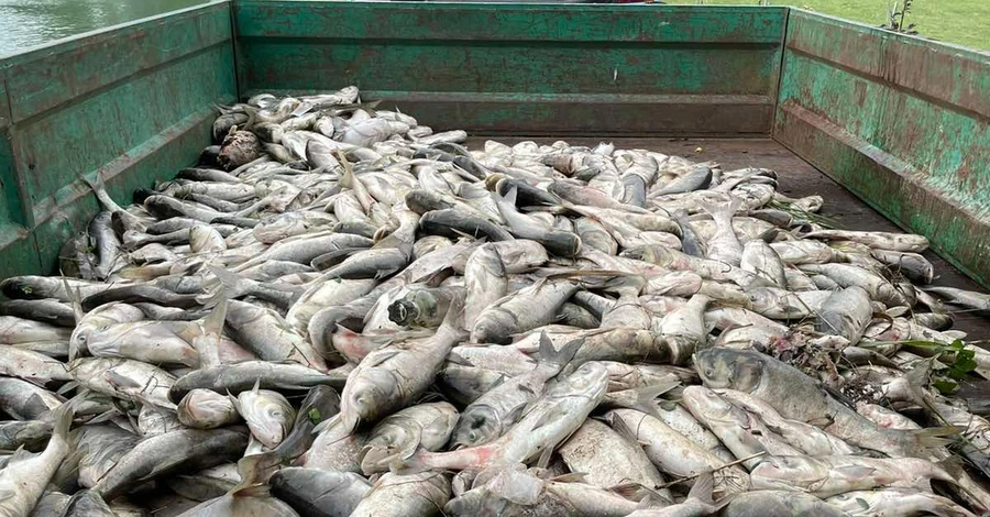 В Борисполе экологи выявили массовую гибель рыбы - причину выясняют