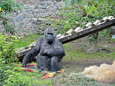Киевский зоопарк показал, как гориллу Тони поздравили с 48-летием