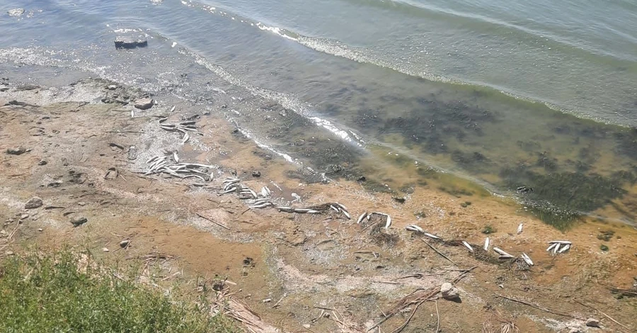 У Хаджибейському лимані зафіксували масовий мор риби та креветки
