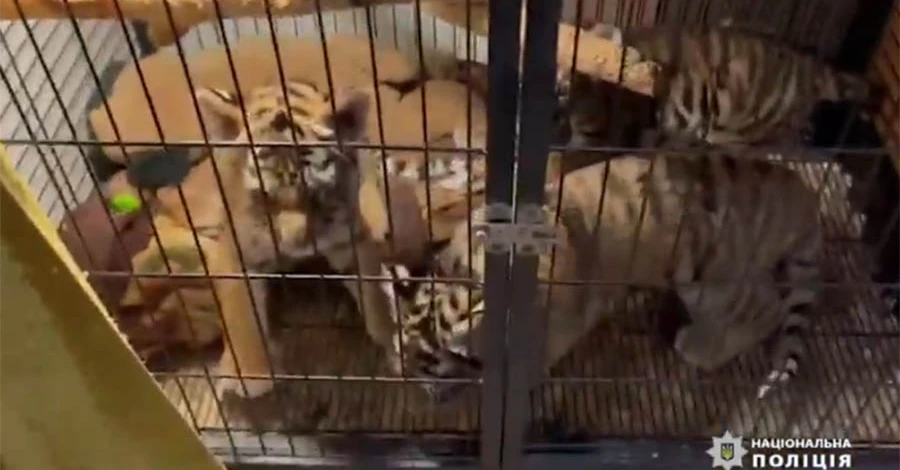 В Києві розкрили зловмисників, що торгували тиграми та єнотами
