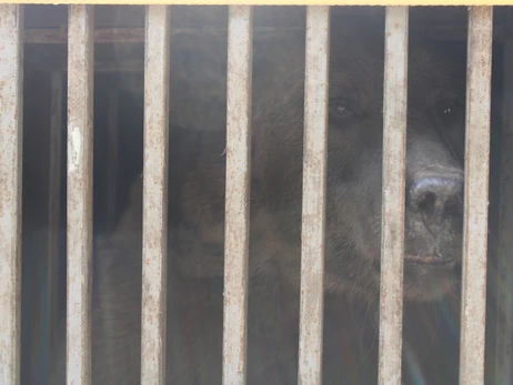 Украинские воины спасли медведя, брошенного хозяевами в Бахмуте