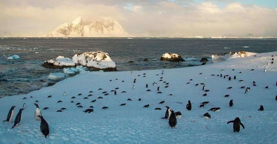 На украинскую полярную станцию с наступлением весны вернулись пингвины
