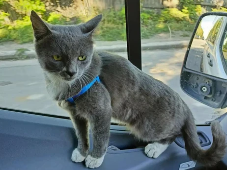 Кіт-волонтер та пес-пасажир: кілька історій евакуацій