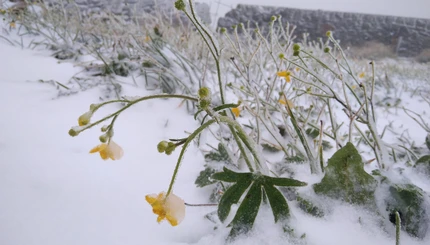 В украинских Карпатах выпал первый снег