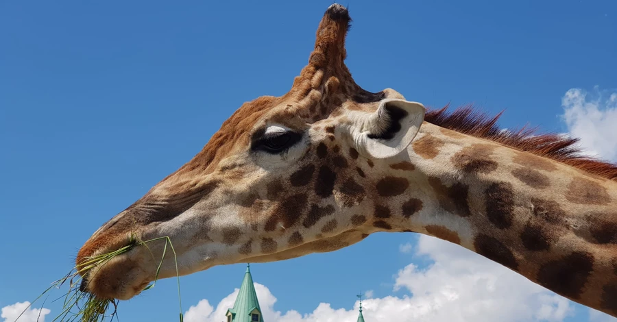 В освобожденном от российской оккупации зоопарке на Киевщине родился жирафенок   