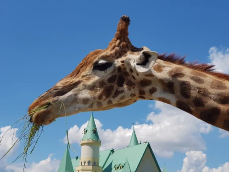 У звільненому від російської окупації зоопарку на Київщині народилося жирафеня