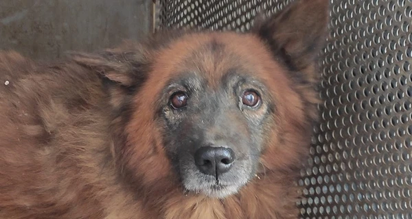 У Дніпрі рятують контуженого пса на прізвисько Крим, який чекав власників на руїнах будинку