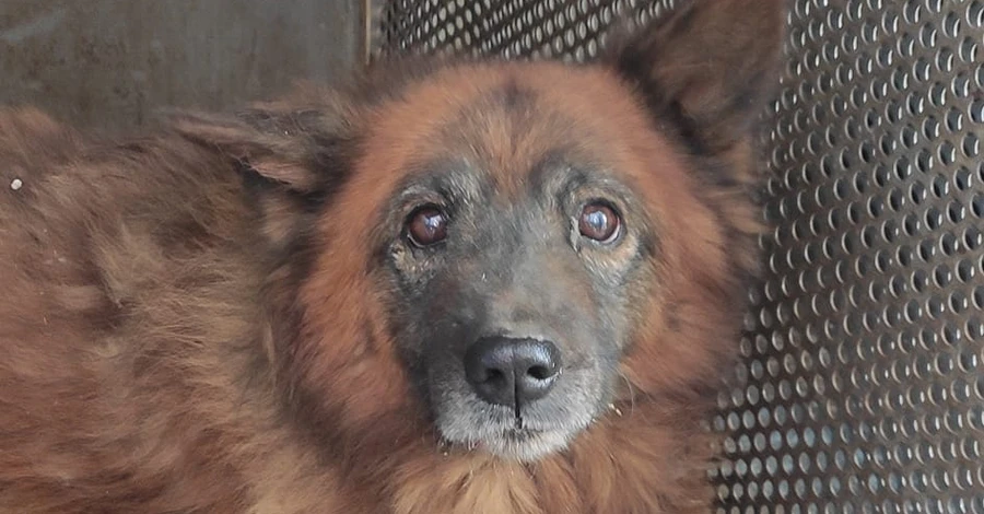 У Дніпрі рятують контуженого пса на прізвисько Крим, який чекав власників на руїнах будинку