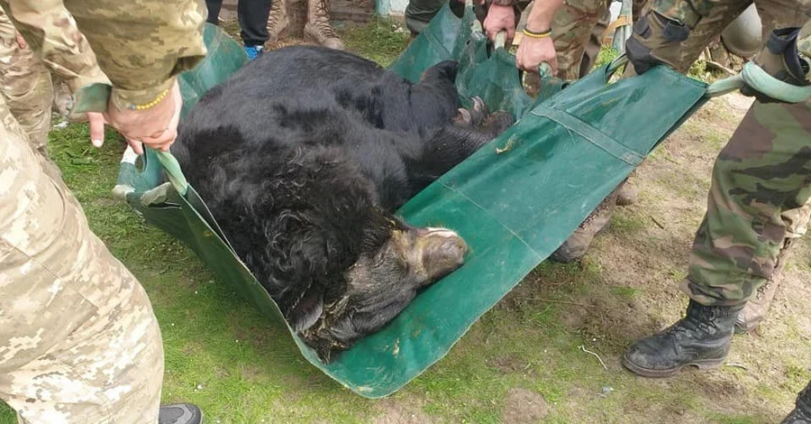 Під Лиманом у зруйнованому зоопарку знайшли контуженого ведмедя