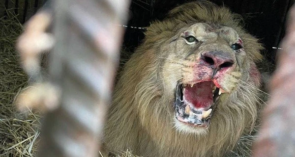 В Киевской области лев из приюта испугался взрывов и ранил сам себя