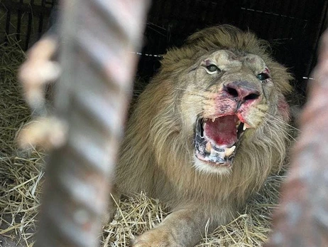 У Київській області лев із притулку злякався вибухів та поранив сам себе