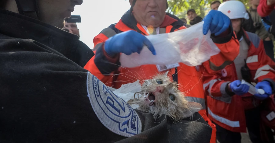 В Киеве из-под завалов разрушенного дома спасли кота Филю