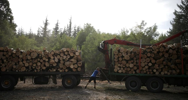 5 вопросов про «ДроваЄ»: зачем это нужно и сколько дров можно заказать