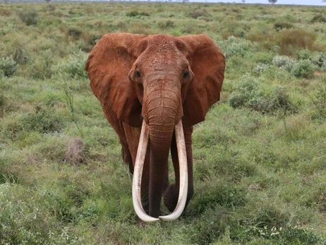 У Кенії померла слониха Діда - найбільша самка із бивнями в Африці
