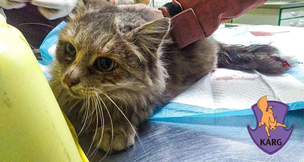 Зоозахисники врятували кішку Каррі, яку затиснуло під салоном авто