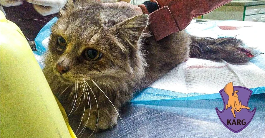 Зоозащитники спасли кошку Карри, которую зажало под салоном авто