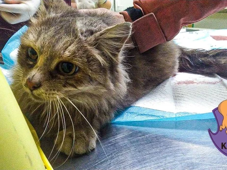 Зоозахисники врятували кішку Каррі, яку затиснуло під салоном авто