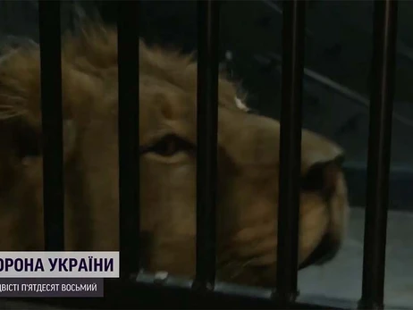 Харьковских и донецких львов доставили в Испанию, но животные до сих пор в стрессе