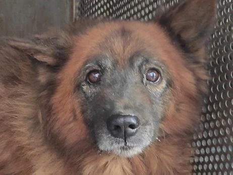 В Днепре скончался пес Крым, который ждал владельцев на руинах дома