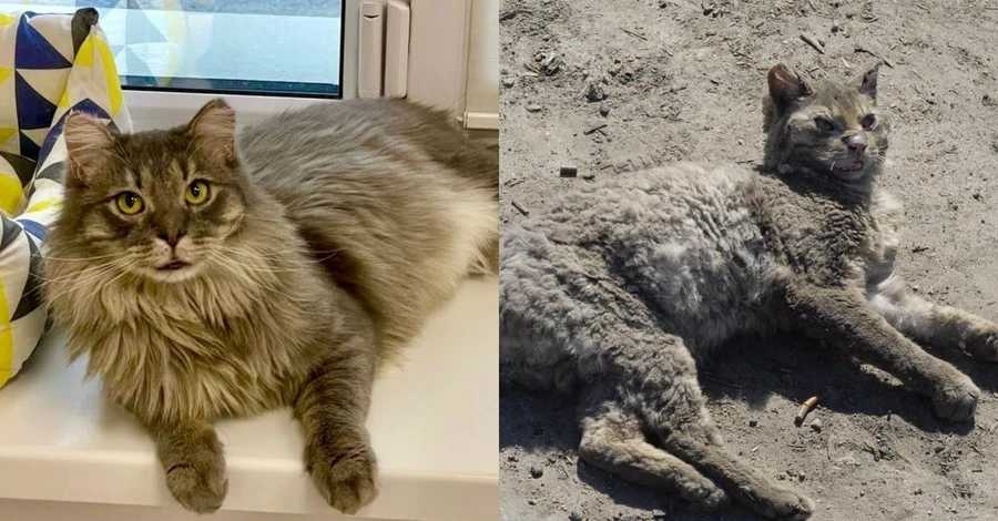 Обгорілий кіт Фенікс із Андріївки за сім місяців відростив довгі шерсть та вуса