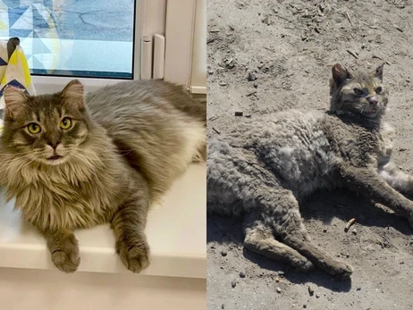 Обгоревший кот Феникс из Андреевки за семь месяцев отрастил длинные шерсть и усы