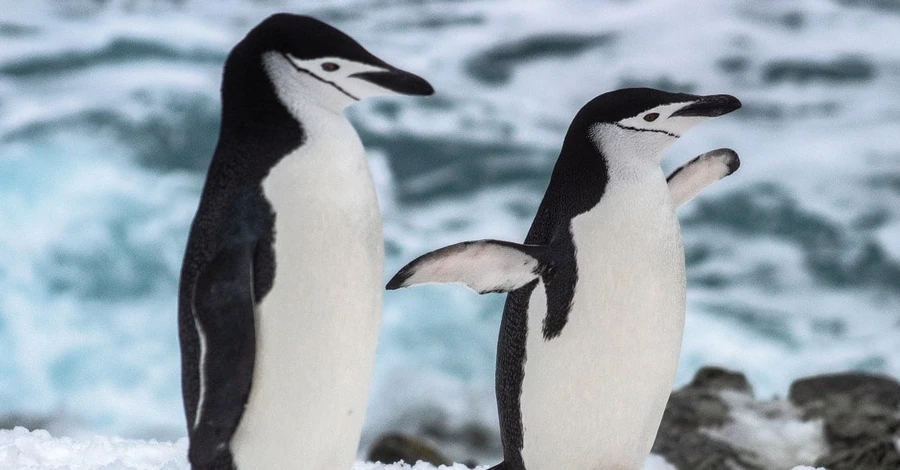 Украинские полярники показали, как субантарктический пингвин откладывает яйцо