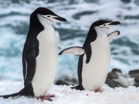 Українські полярники показали, як субантарктичний пінгвін відкладає яйце