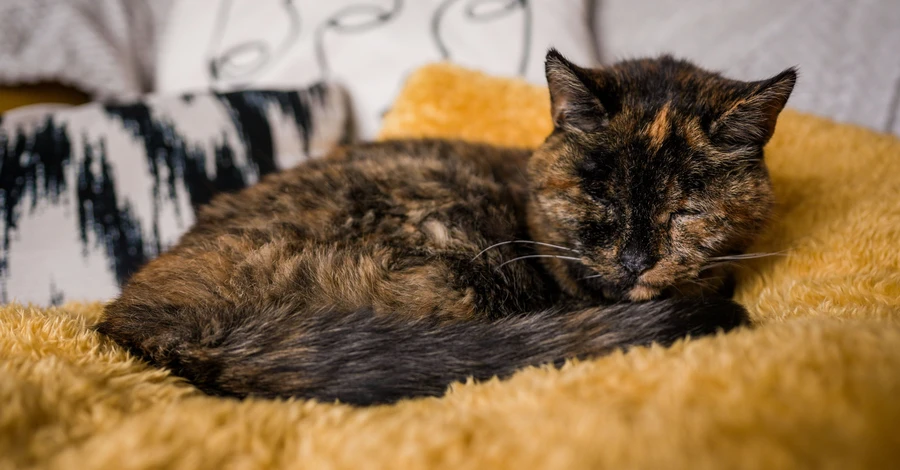 Найстарішою кішкою у світі визнали 27-річну Флоссі з Великобританії