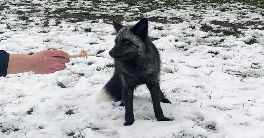 У Києві шукали власника лисиці, яка гуляла Лісовим масивом