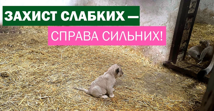 Спасенная из Донецкой области львица родила трех львят под Киевом