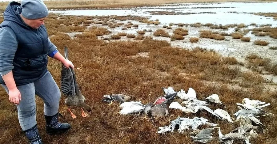 В Одеській області почали знаходити загиблих птахів, що прилетіли на зимівлю з тундри