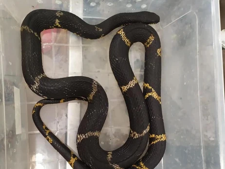 Зоозащитники эвакуировали из Херсона ядовитых змей, большинство в тяжелом состоянии 