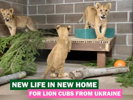 Четырем львятам из Украины нашли новый дом в США