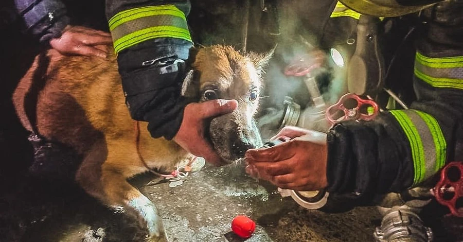 ДСНС показала відео порятунку собаки із палаючої квартири у Києві