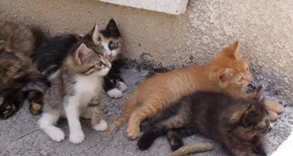 Поліція порушила кримінальну справу через отруєння котів у заміському комплексі на Запоріжжі