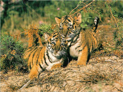 У Кильчицкой родились тигрята в киевском зоопарке 