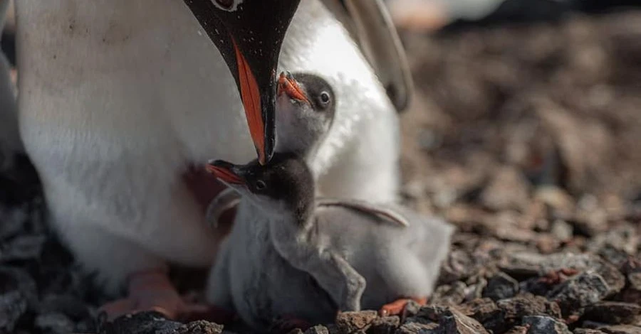 Украинские полярники показали, как появляется на свет детеныш субантарктического пингвина