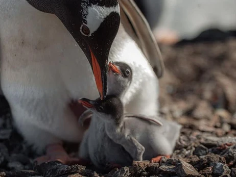 Українські полярники показали, як з'являється на світ дитинча субантарктичного пінгвіна