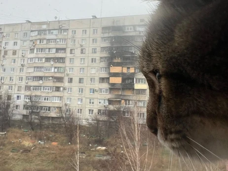 Кіт Степан повернувся до Харкова: Я вдома