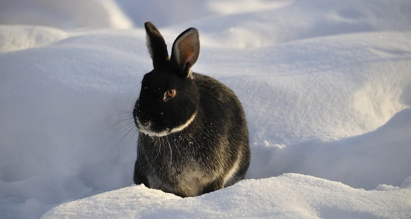 Чадолюбство та очі «на потилиці»: цікаві факти про кроликів - символ 2023 року