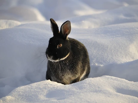 Чадолюбство та очі «на потилиці»: цікаві факти про кроликів - символ 2023 року