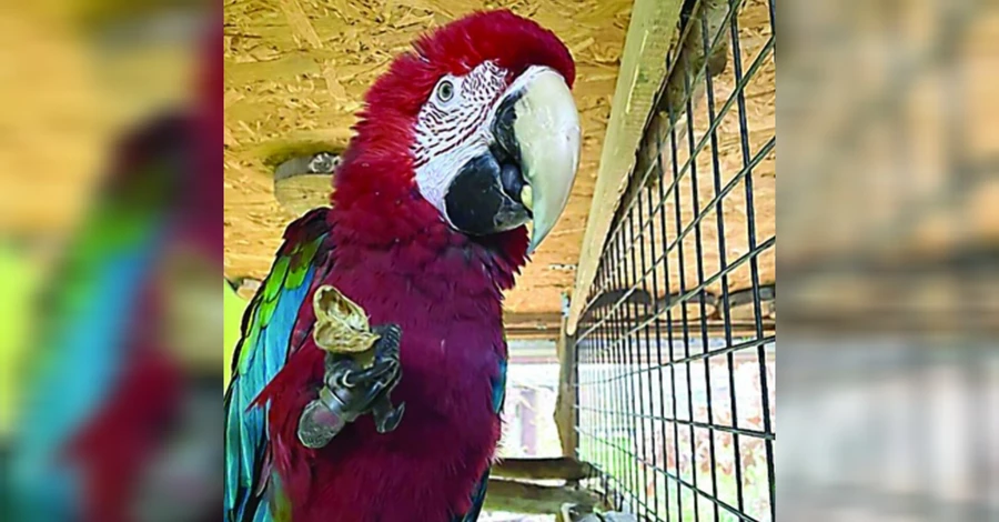 У Луцькому зоопарку папугу навчили вітатися словами «Слава Україні!»