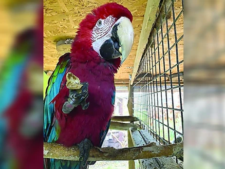 В Луцком зоопарке попугая научили здороваться словами «Слава Украине!»