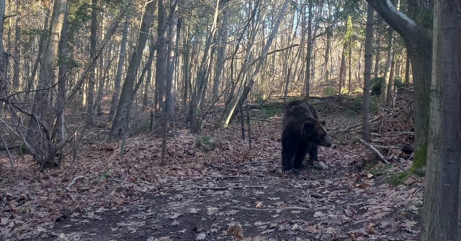 На Прикарпатье из-за оттепели проснулись медведи