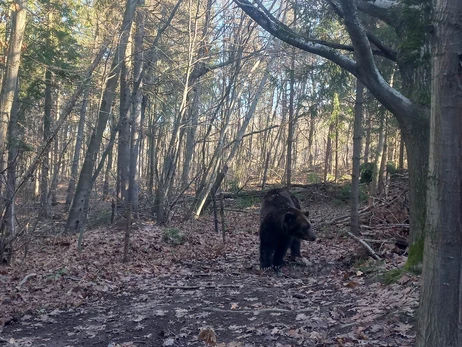 На Прикарпатье из-за оттепели проснулись медведи