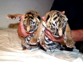 В Киевском зоопарке родились тигрята 