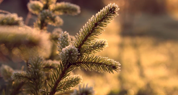 Росія вже завдала шкоди українському довкіллю на понад 1,5 трильйона