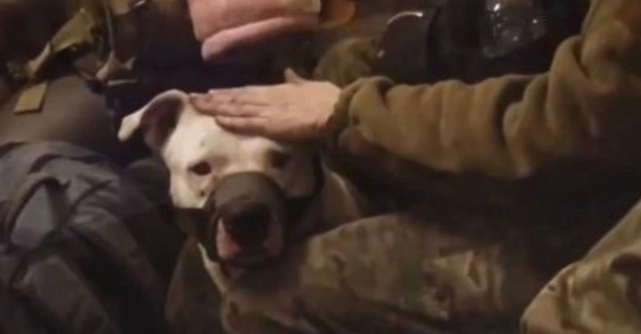 В Україну повернули собаку, якого росіяни вкрали у військової з «Азовсталі»